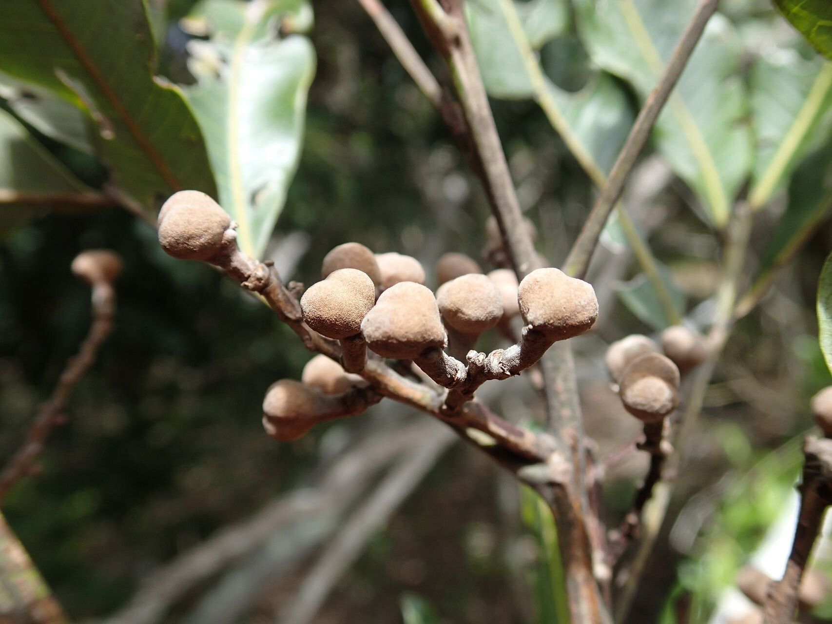 Podonephelium davidsonii fruit
