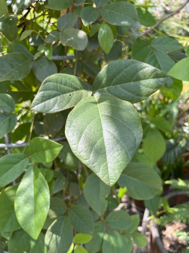 Kennedia rubicunda leaf