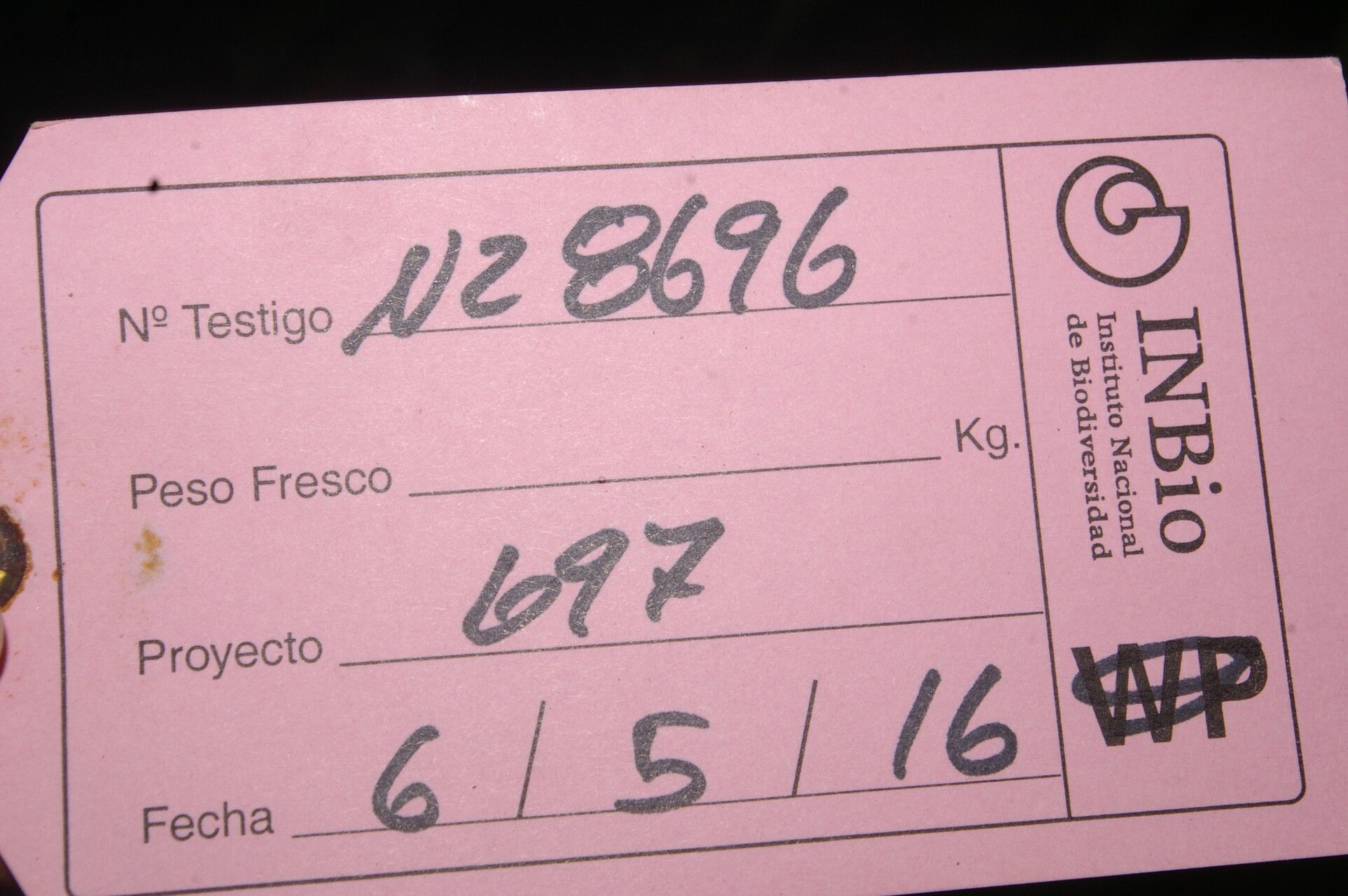 Guarea tonduzii other