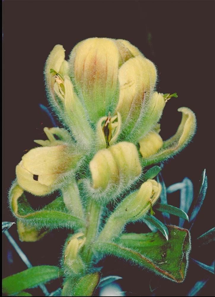 Castilleja mollis flower