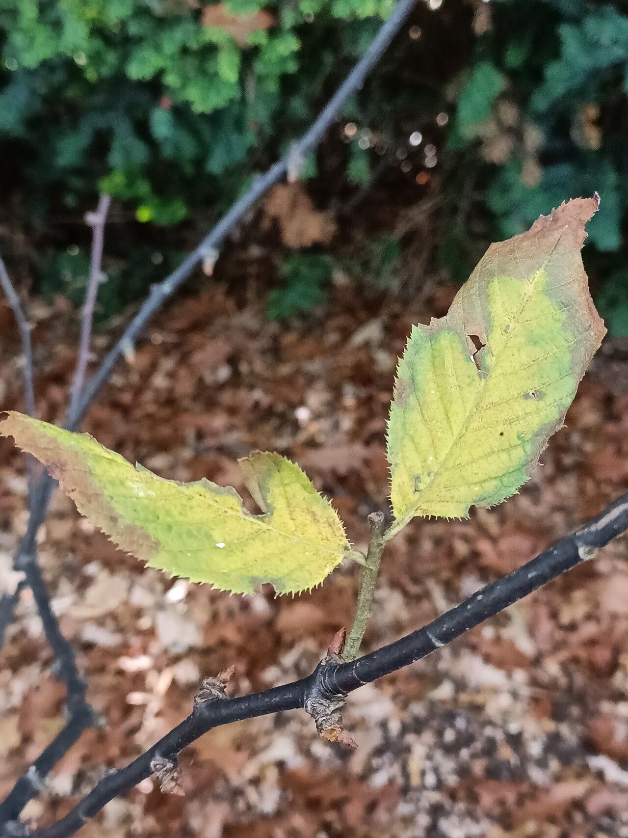 Prunus himalayana — houseplant care guide