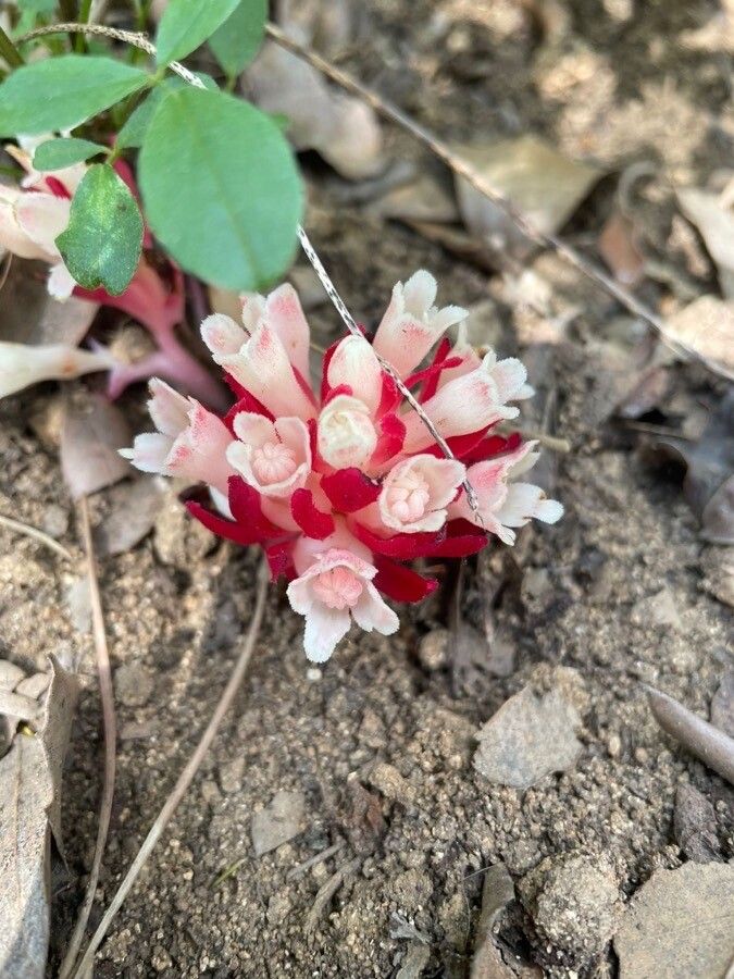 Cytinus ruber flower