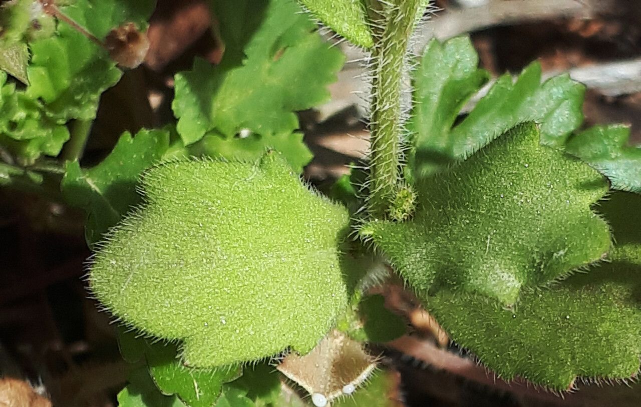 Campanula drabifolia — houseplant care guide