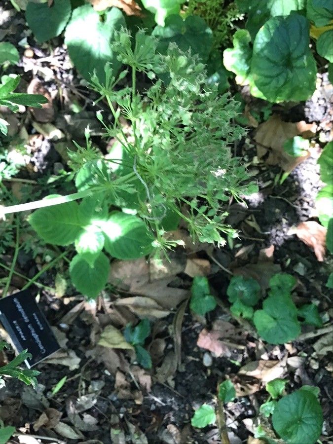 Cenolophium denudatum fruit