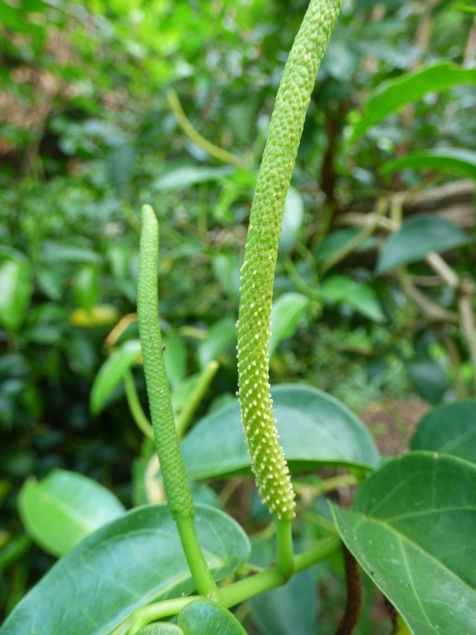 Piper borbonense flower