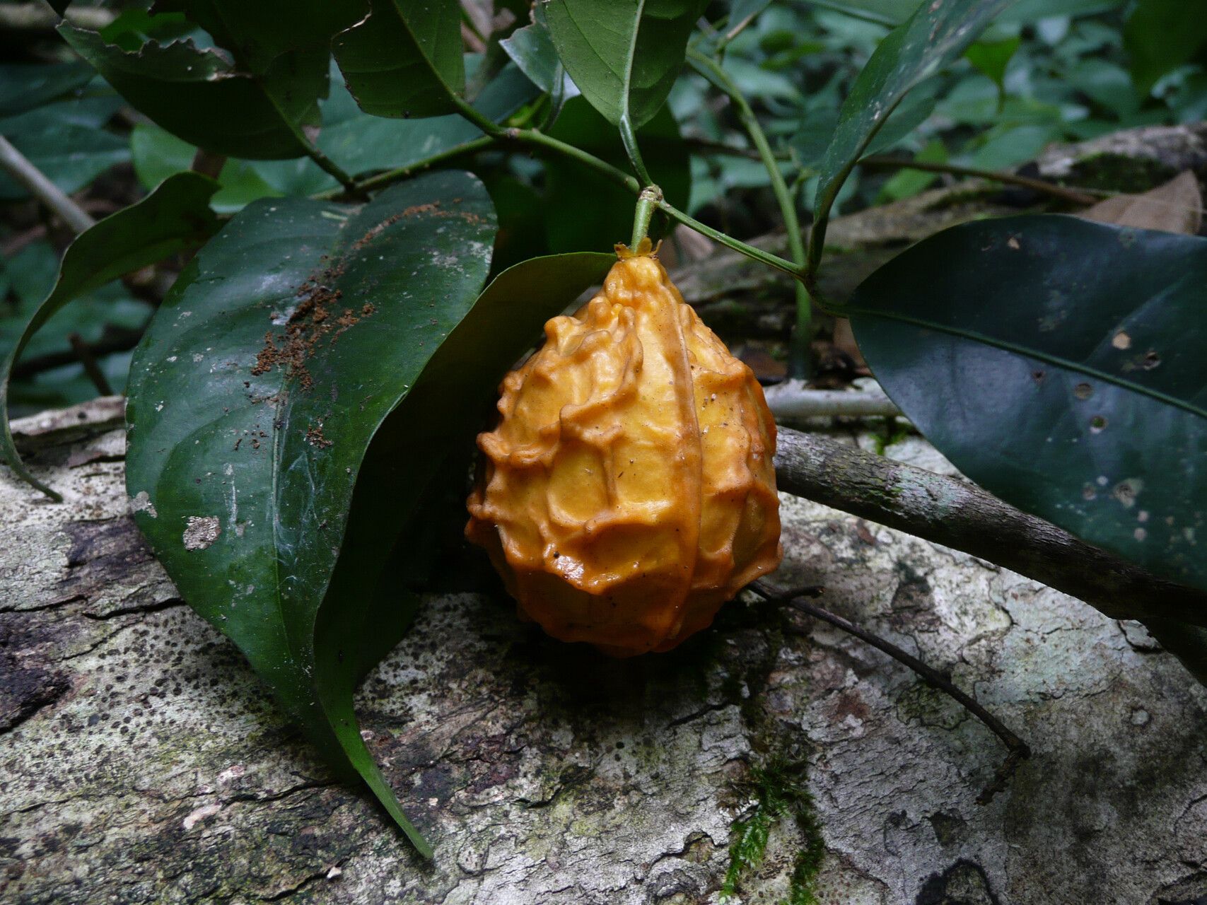 Salacia whytei — houseplant care guide