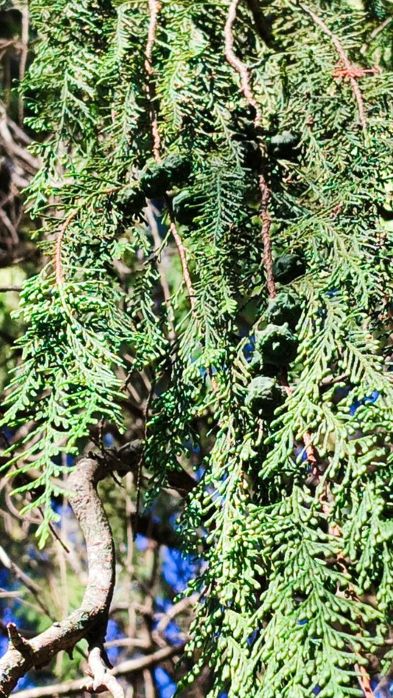 Cupressus pendula — search result for 'Cupressus'