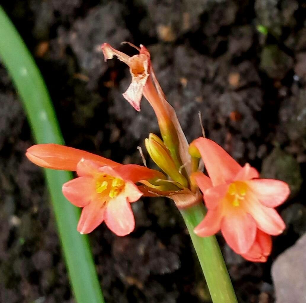 Cyrtanthus angustifolius — related species from the same genus