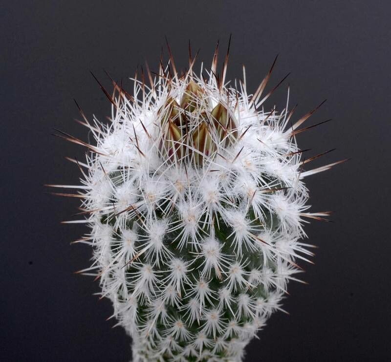 Rapicactus subterraneus habit