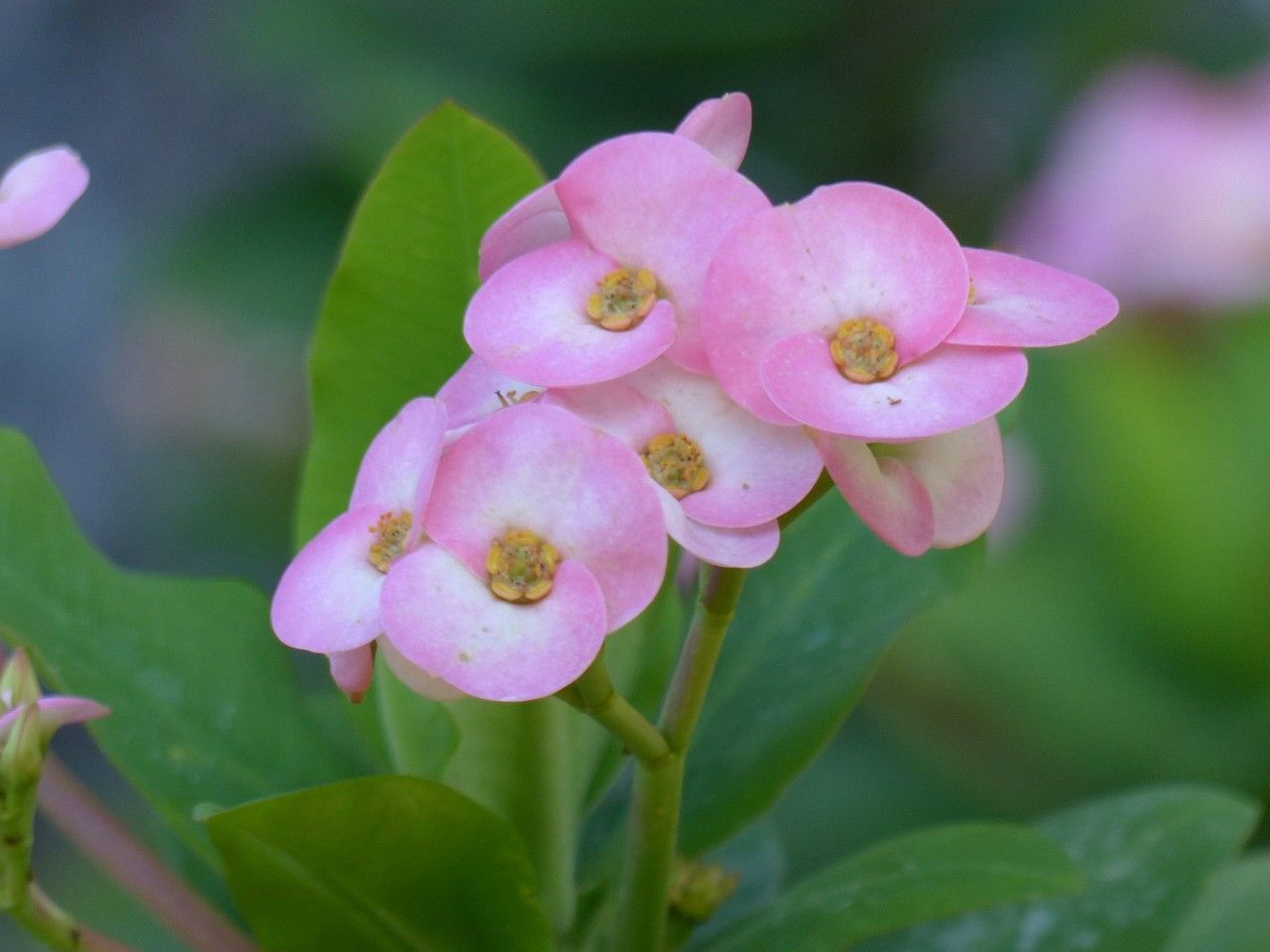 Euphorbia lophogona flower