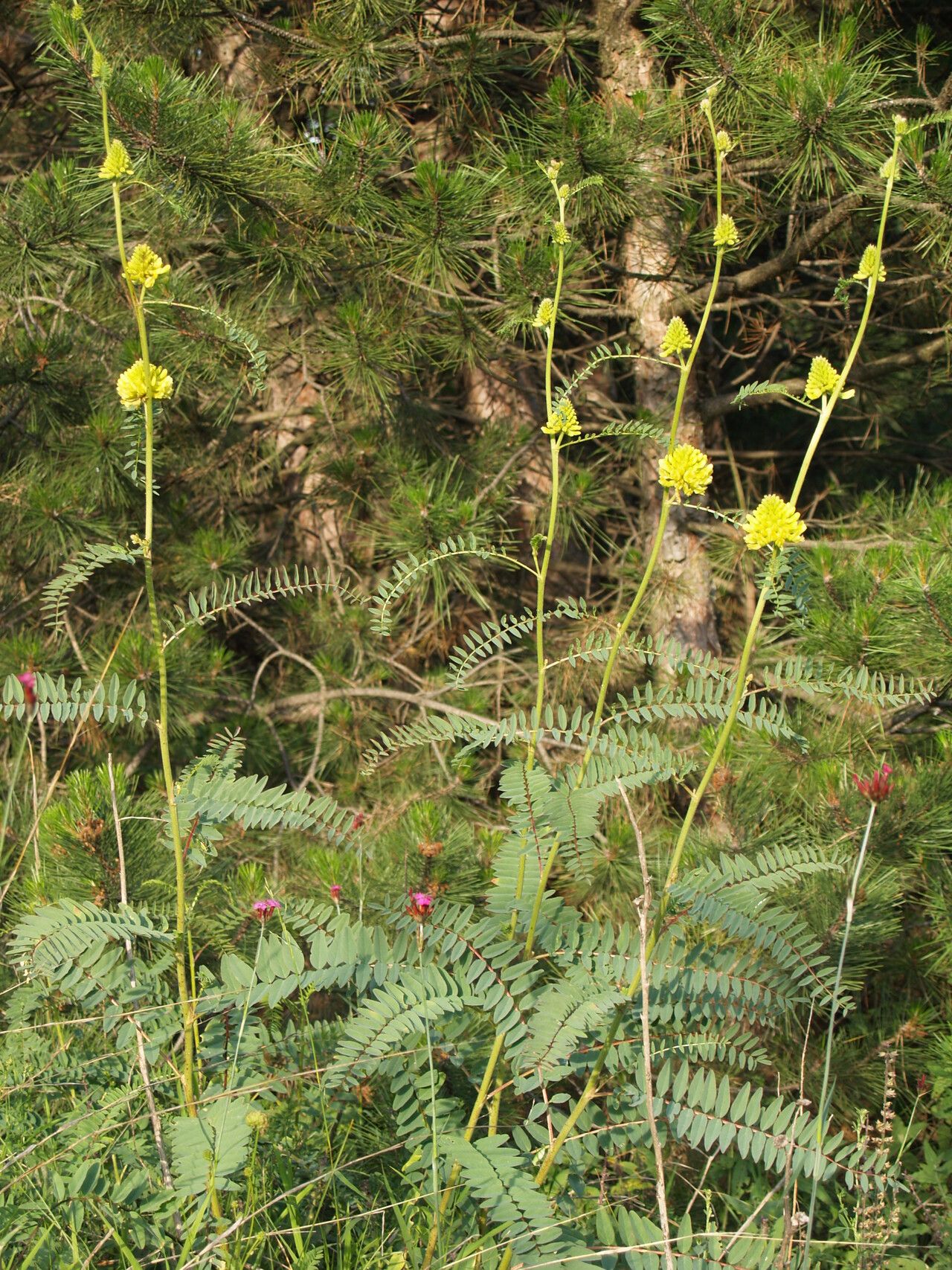 Astragalus ponticus habit