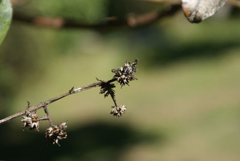 Nuxia verticillata fruit