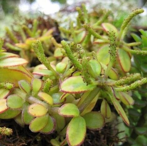 Peperomia galapagensis flower