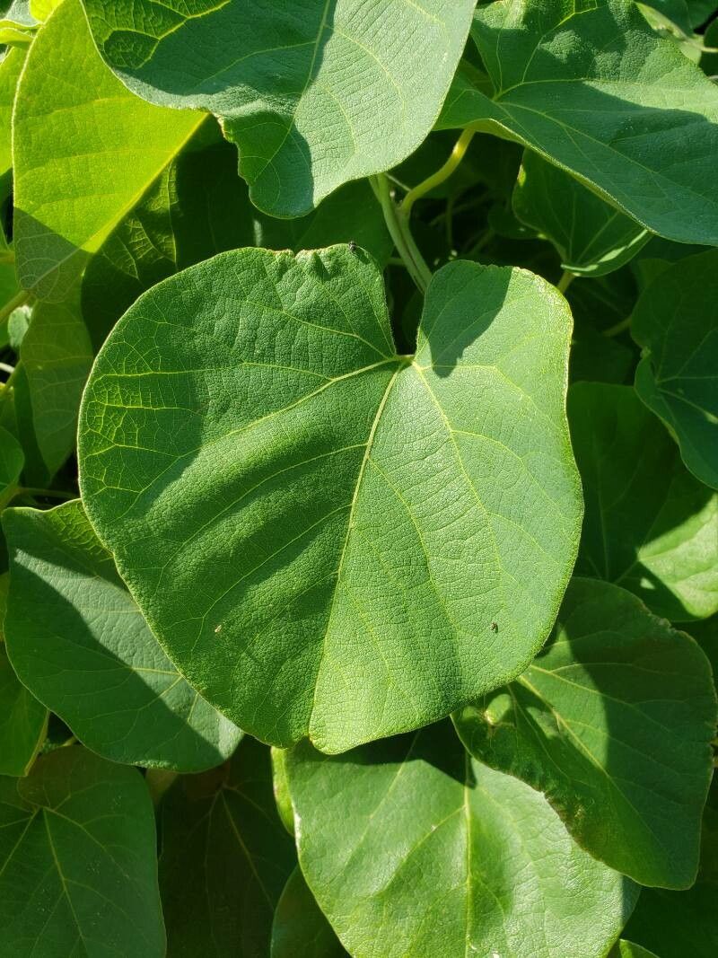 Aristolochia tomentosa — search result for 'Aristolochiaceae'