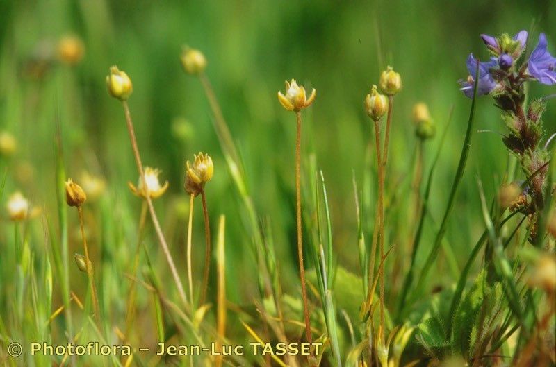 Sagina subulata fruit