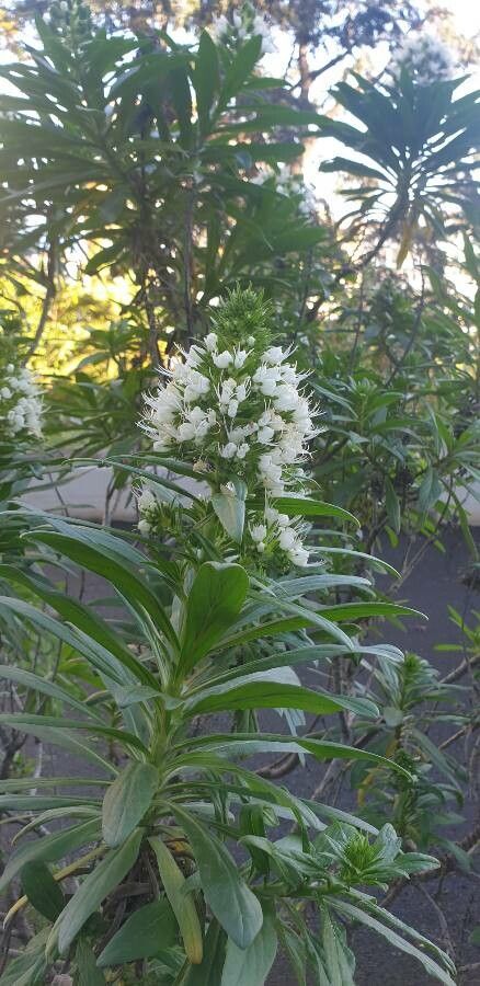 Echium leucophaeum flower