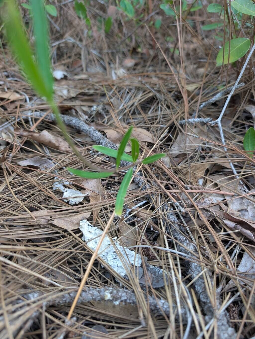 Asclepias pedicellata — search result for 'Asclepias'