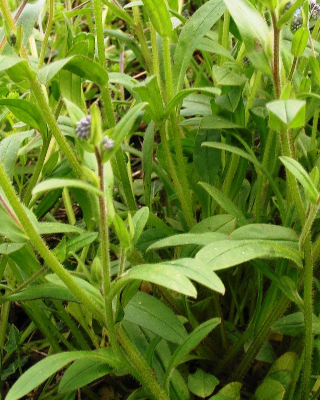 Myosotis discolor — houseplant care guide