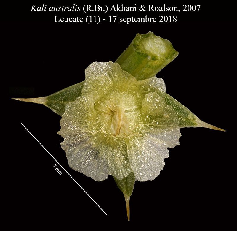 Salsola australis flower