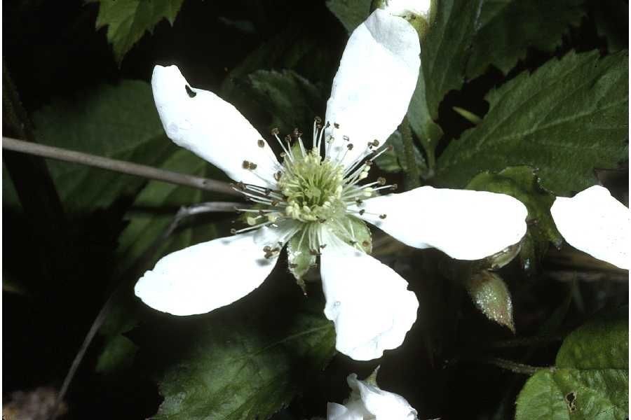 Rubus baileyanus — houseplant care guide
