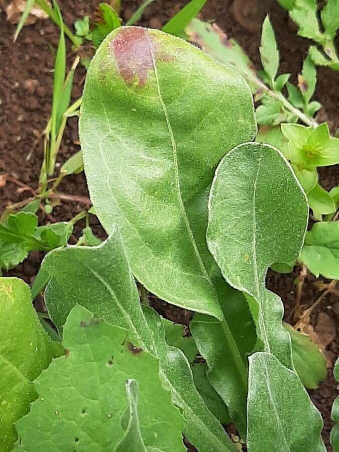 Calendula stellata leaf