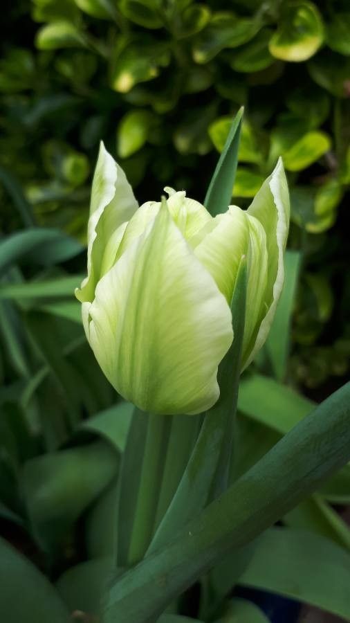 Tulipa marjolleti flower