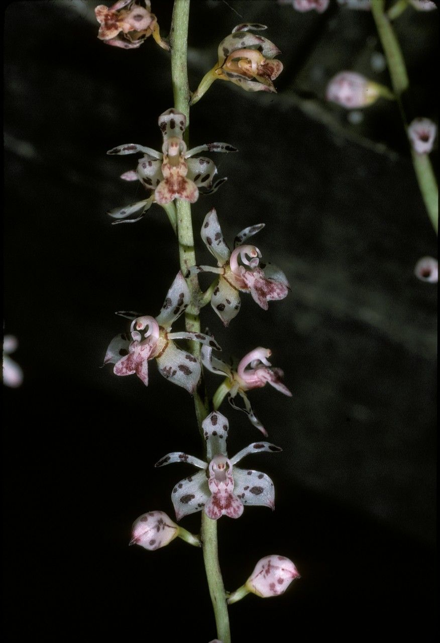 Thecostele alata — search result for 'Cymbidium'