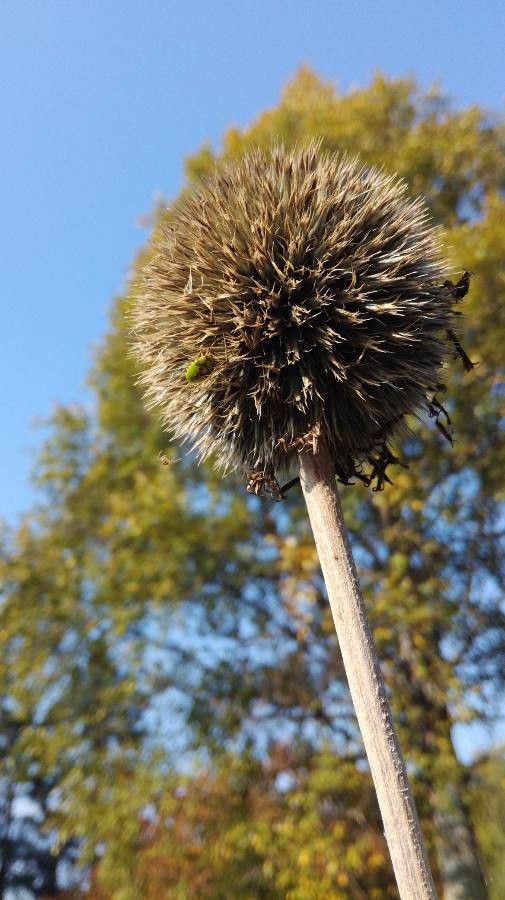 Echinops exaltatus fruit