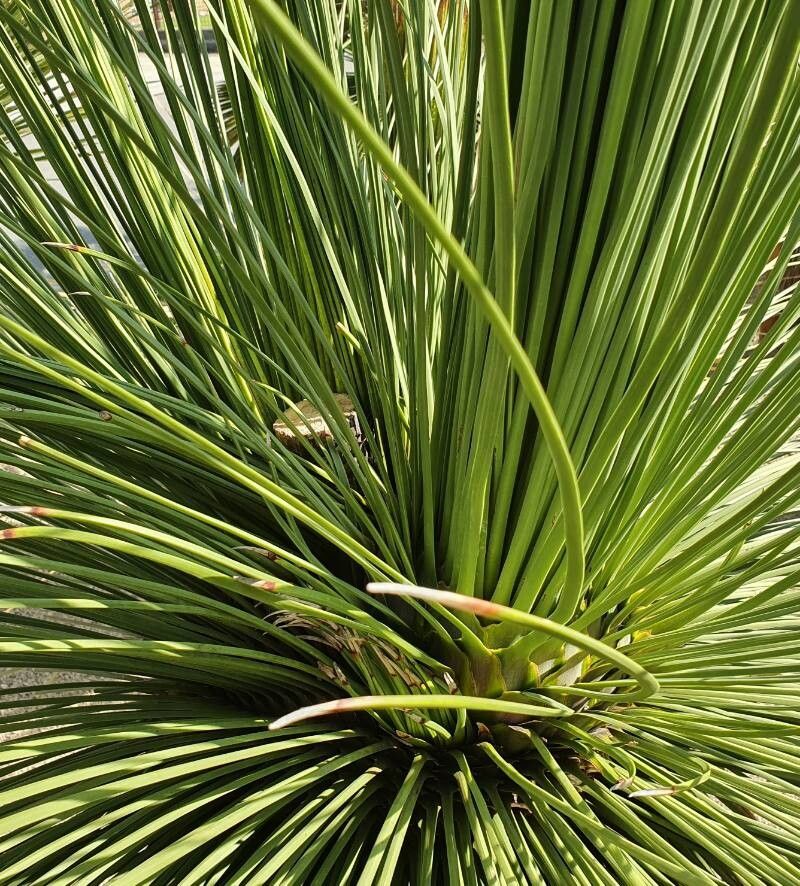 Dasylirion quadrangulatum habit