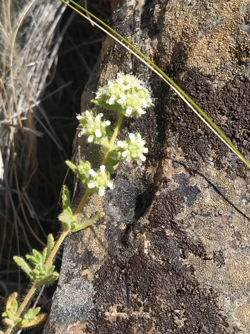 Teucrium haenseleri — search result for 'Teucrium'