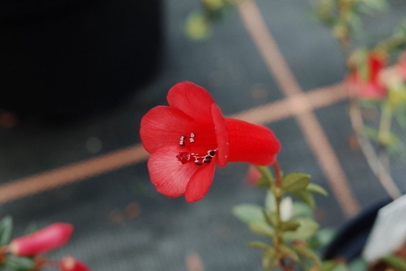 Rhododendron gracilentum flower