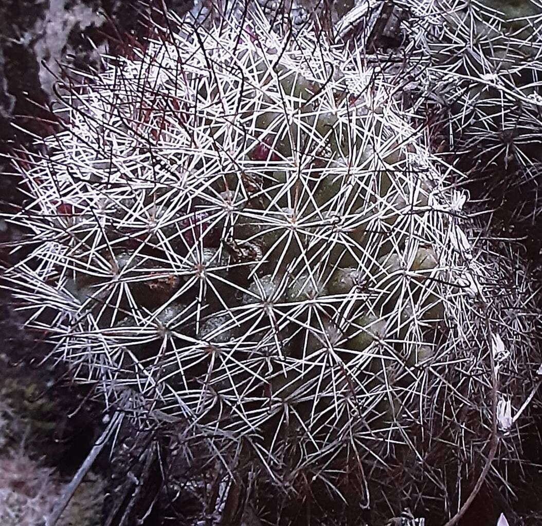 Mammillaria fittkaui — houseplant care guide