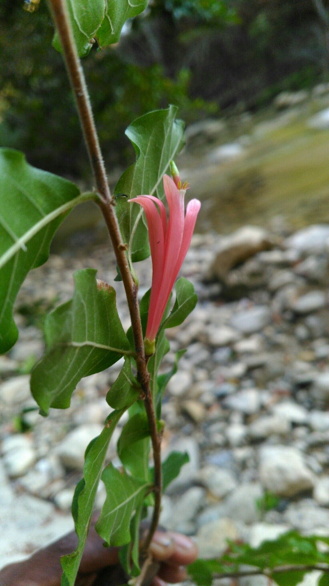 Turraea fockei flower