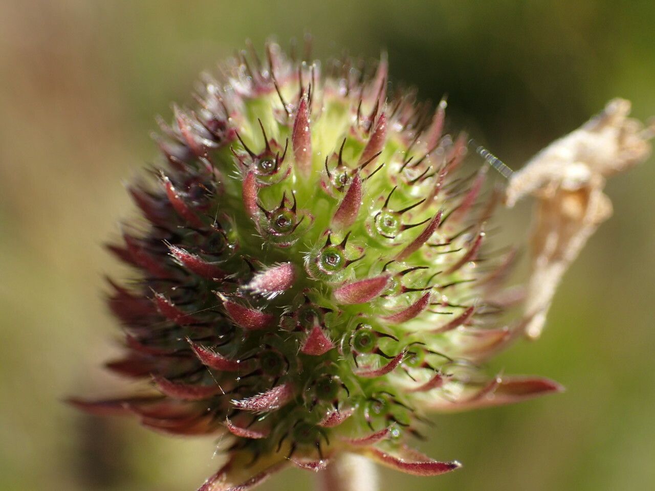 Succisa pratensis fruit