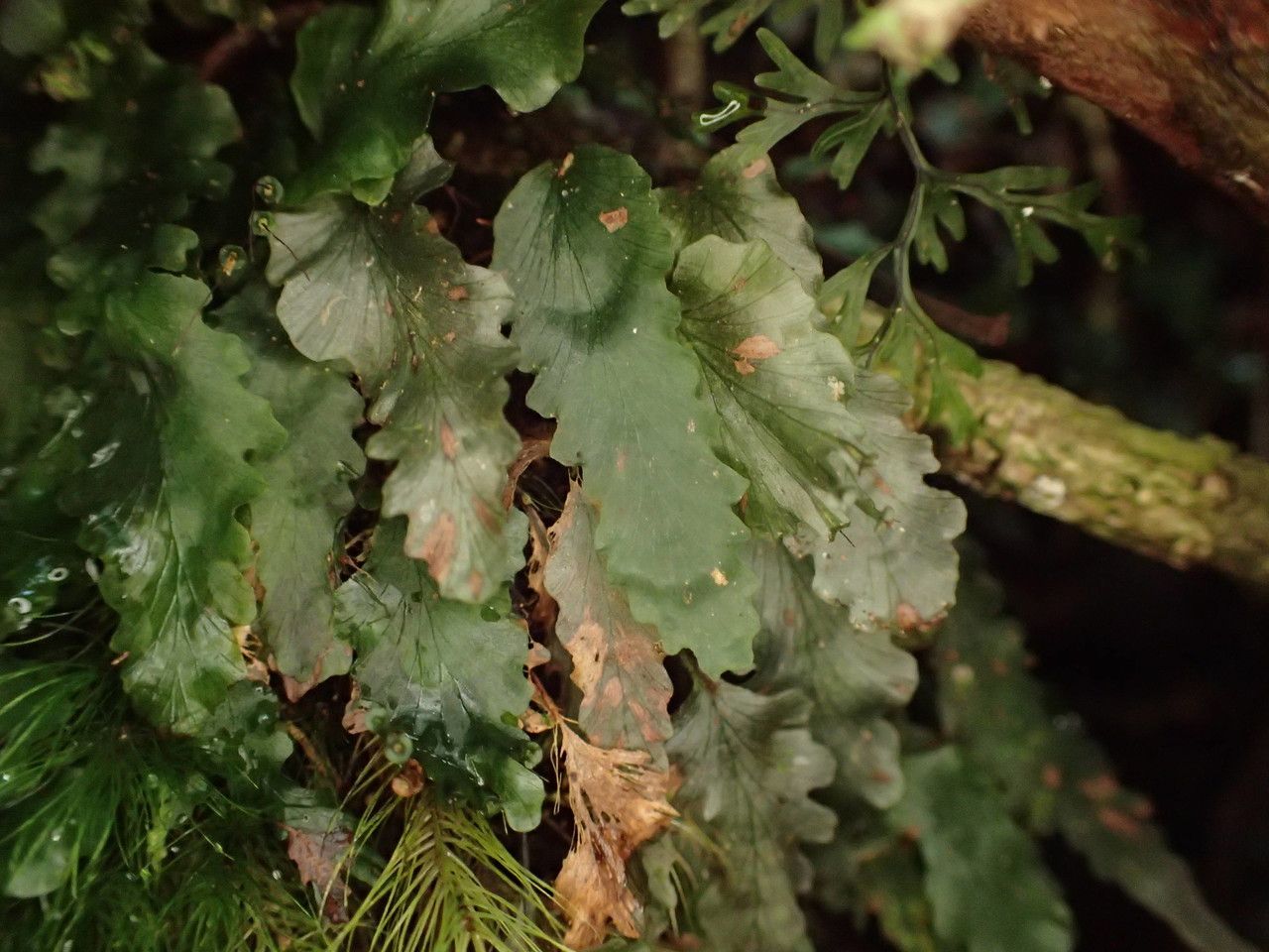 Didymoglossum cuspidatum — search result for 'South Asia'