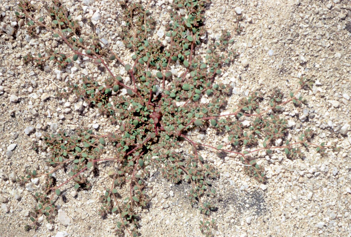 Euphorbia micromera habit