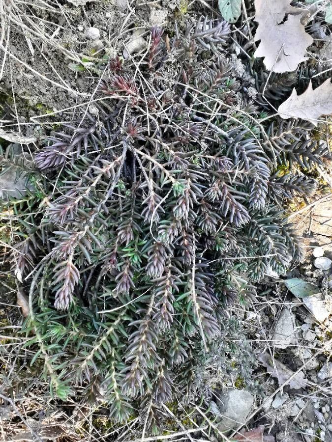 Sedum sediforme leaf