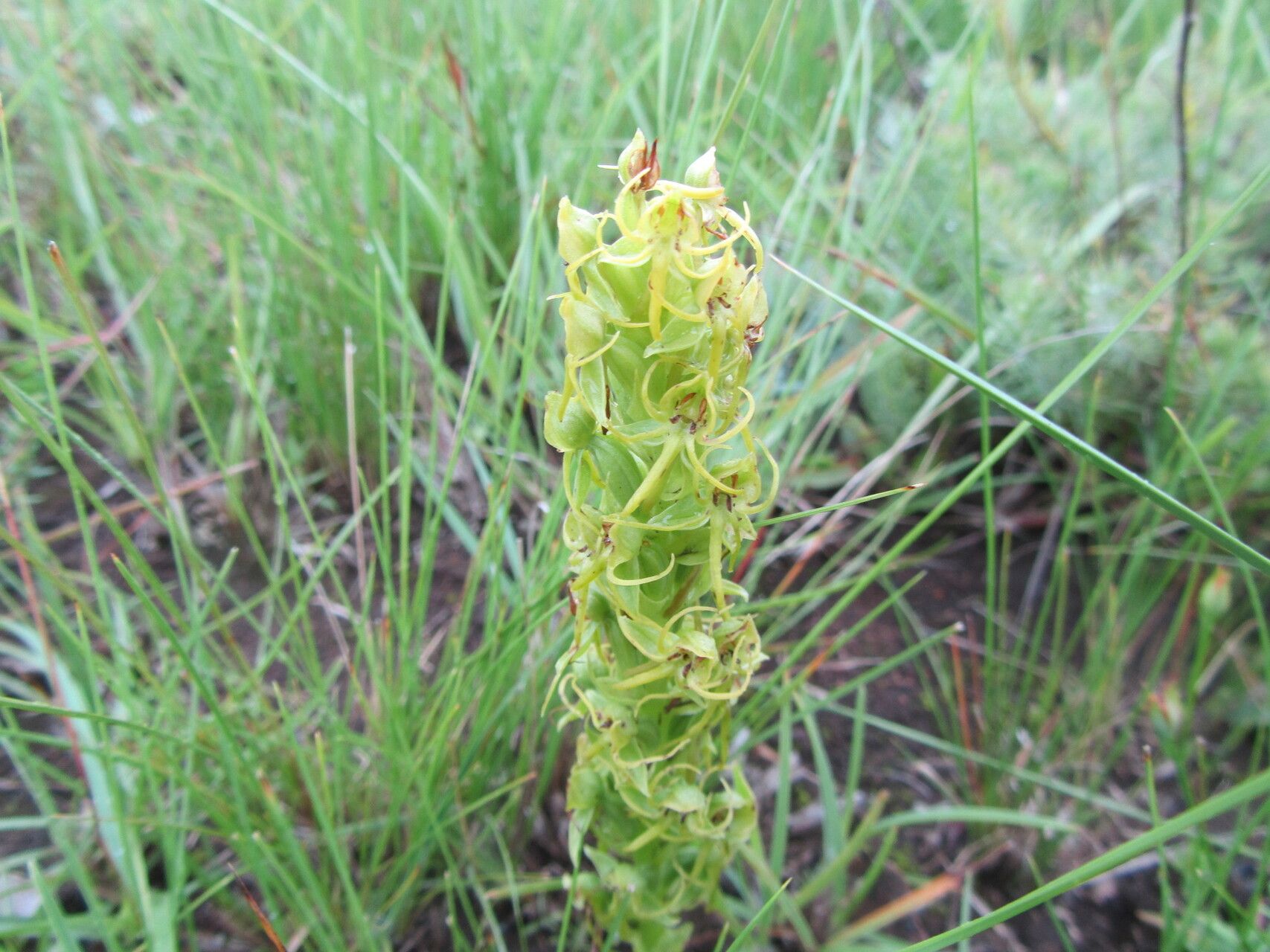 Habenaria lithophila flower