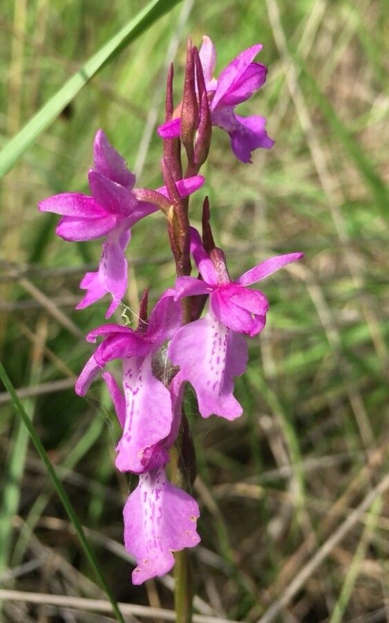 Anacamptis palustris flower