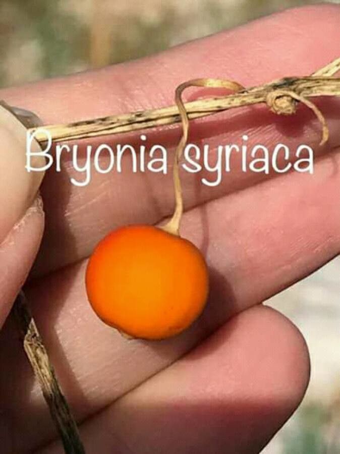 Bryonia syriaca fruit