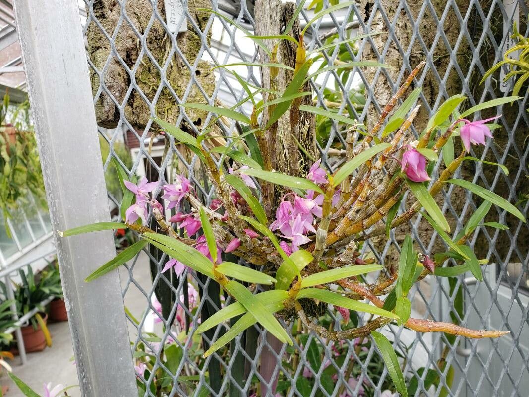 Dendrobium hercoglossum habit
