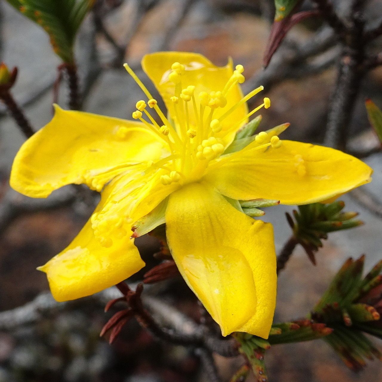 Hypericum juniperinum flower