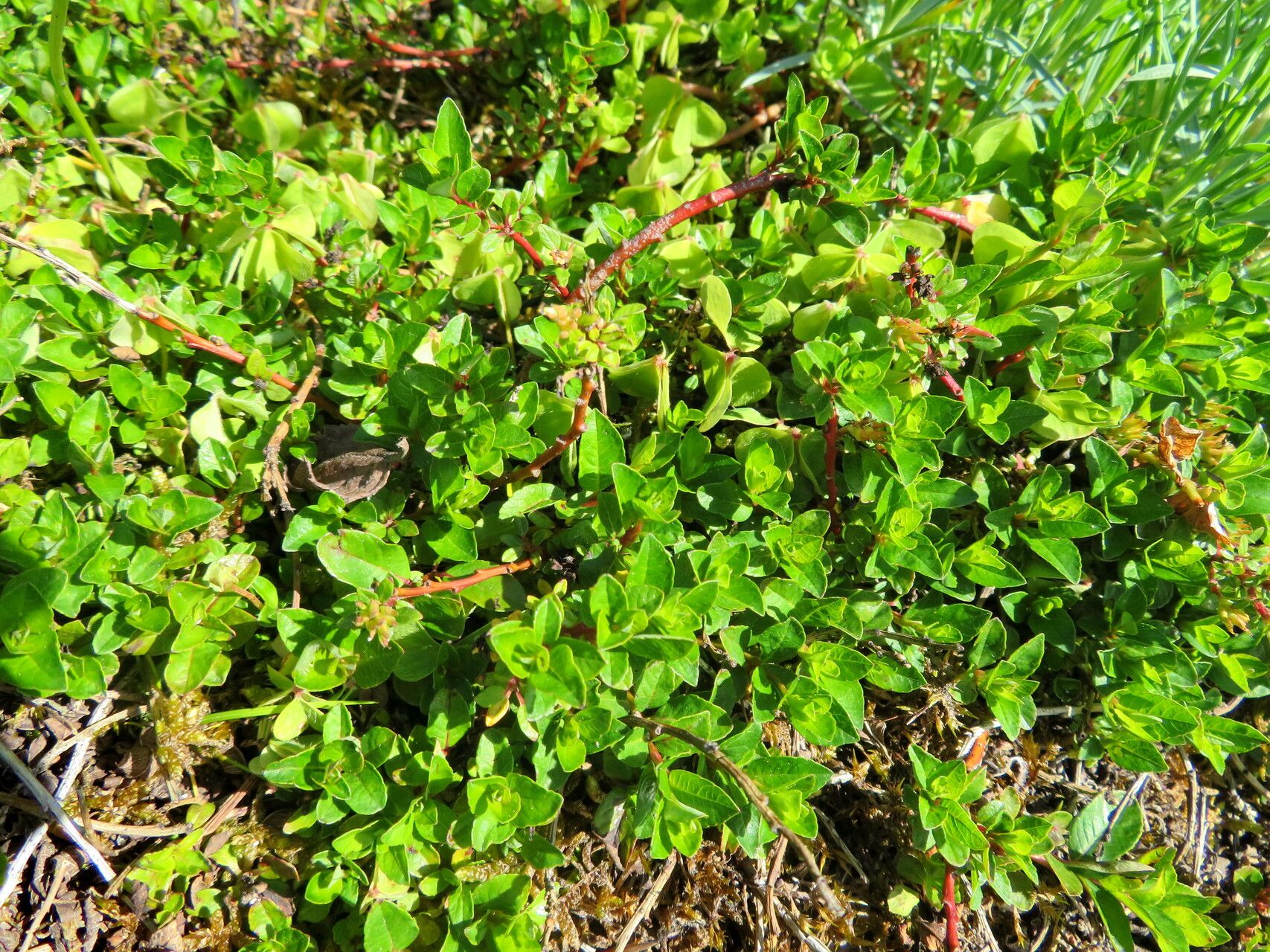 Salix calyculata habit