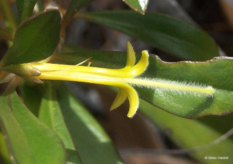 Scaevola coccinea bark