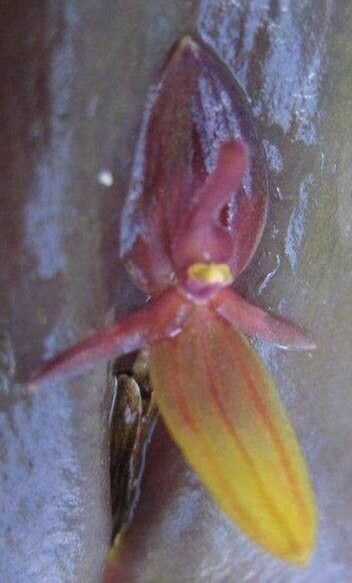 Pleurothallis ascera — related species from the same genus