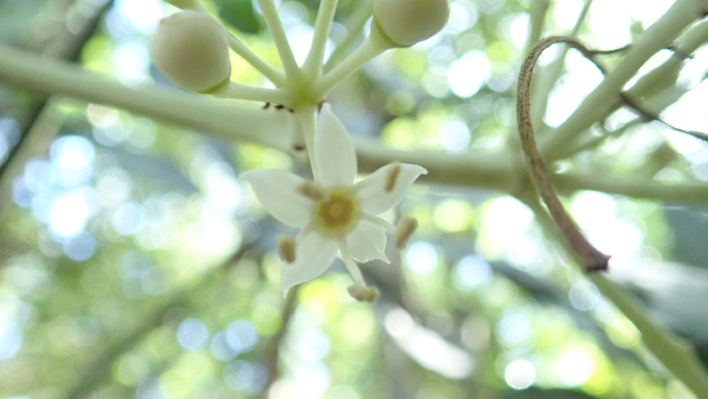 Plerandra osyana flower