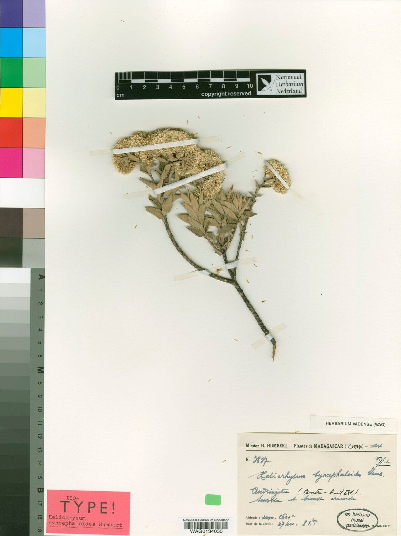 Helichrysum syncephaloides — houseplant care guide