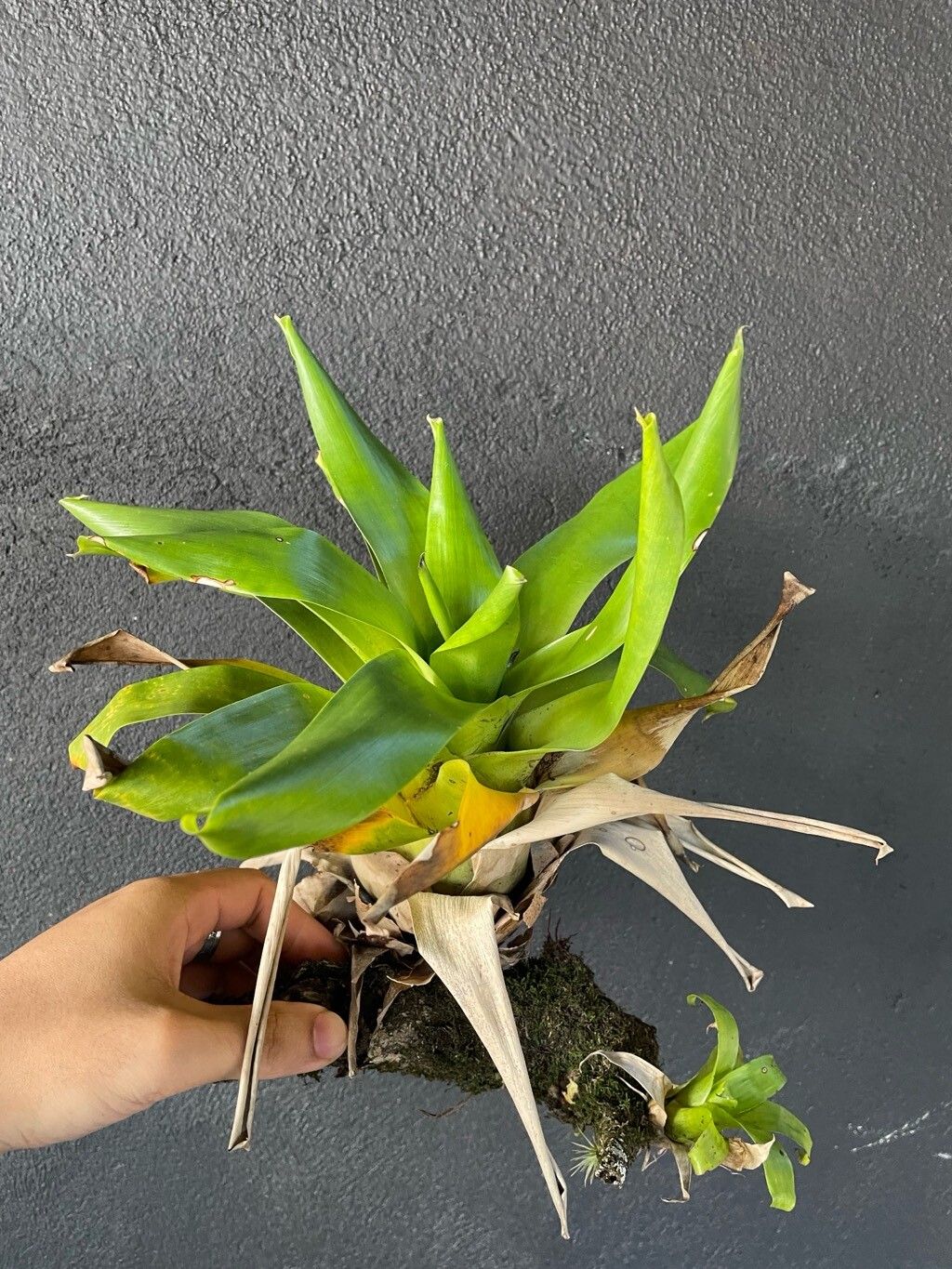 Werauhia gigantea — related species from the same genus