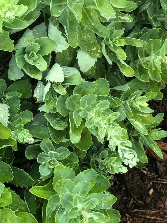 Hylotelephium erythrostictum leaf