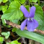 Viola Reichenbachiana